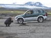 Pa Islandes bezceļiem ar Toyota Landcruiser