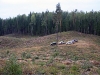 Esam Latvijas valsts mežu cirsmā
